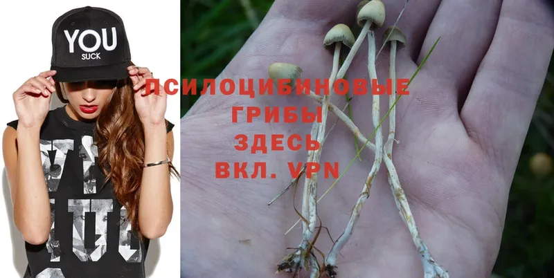 Галлюциногенные грибы Psilocybine cubensis  купить  цена  Кольчугино 